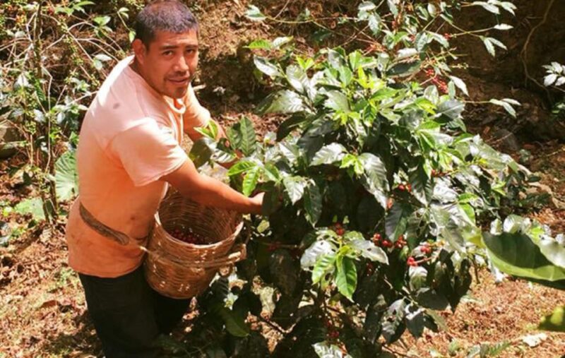 From Huatulco: Coffee and Mezcal Tour - Key Points
