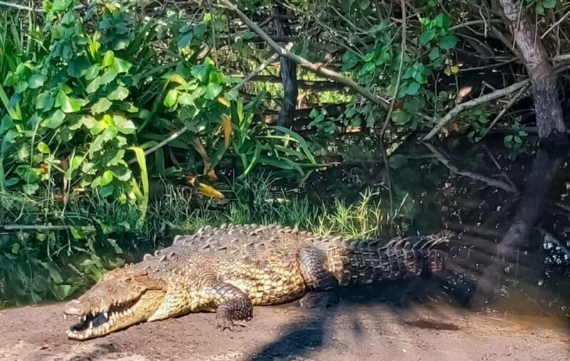 From Huatulco: Crocodiles and Turtles Eco Tour - Itinerary Highlights