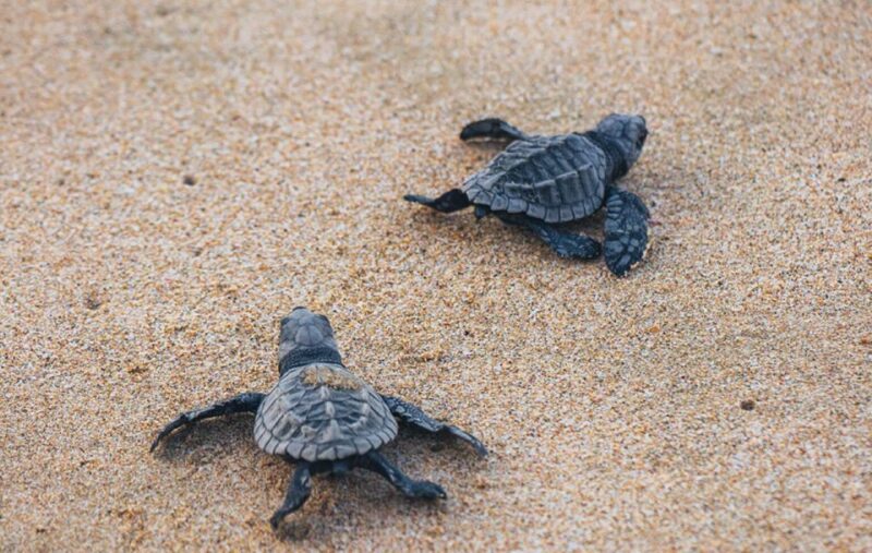 From Huatulco: Crocodiles and Turtles Eco Tour - Boat Tour