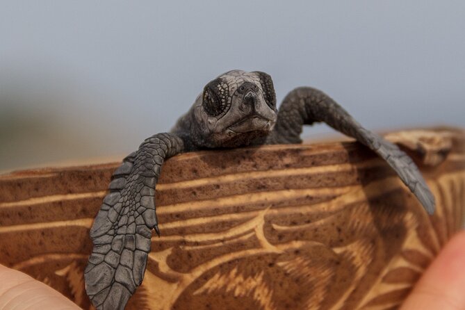 From Huatulco: Turtle Release & Bioluminescence - Itinerary Highlights
