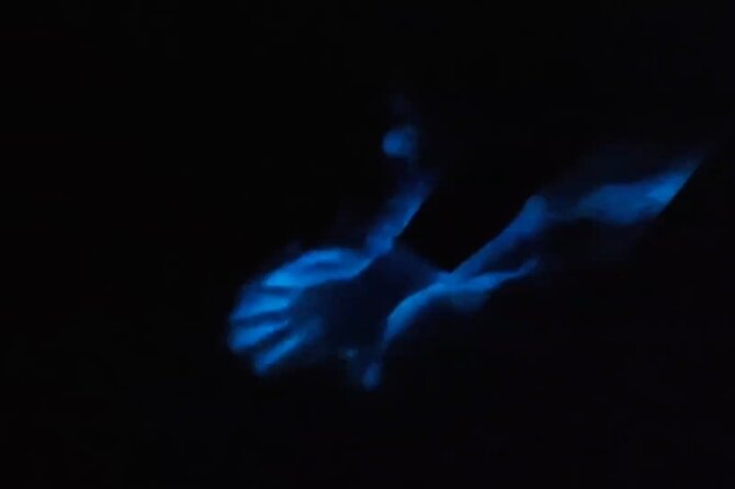 From Huatulco: Turtle Release & Bioluminescence - Chocolate Factory