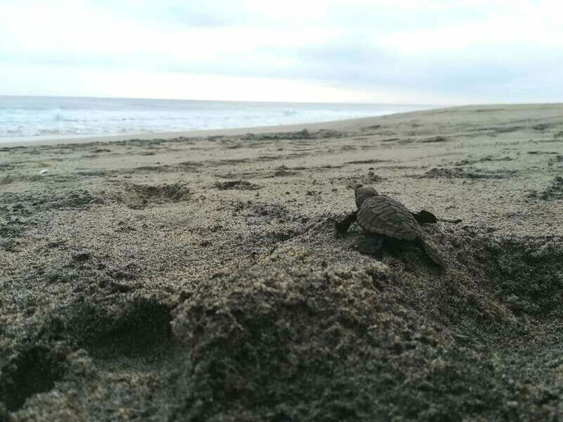 From Huatulco: Turtle Release & Bioluminescent Plankton - An In-Depth Look at the Tour Experience