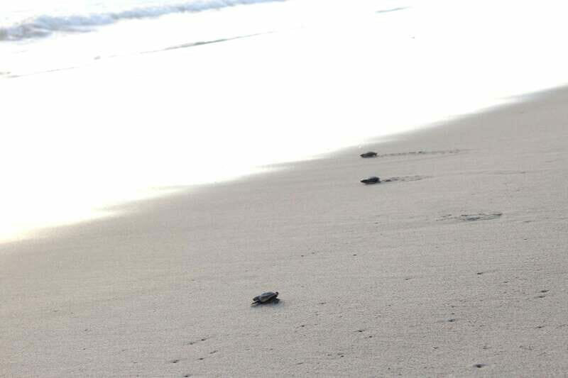 From Huatulco: Turtle Release & Bioluminescent Plankton - Analyzing the Value