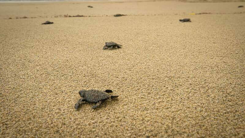 From Huatulco: Turtle Release & Bioluminescent Plankton - Who Will Love This Tour?