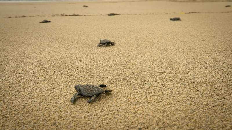 From Huatulco: Turtle Release & Bioluminescent Plankton - Final Thoughts