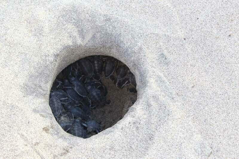 From Huatulco: Turtle Release & Bioluminescent Plankton - FAQ