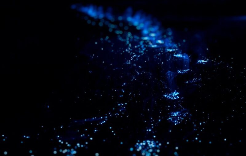 From Huatulco:Turtle Release and Bioluminescence Tour - Key Points