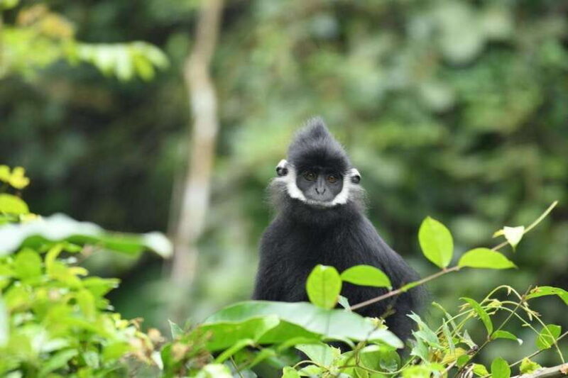 From Hue: Botanic Garden, Paradise Cave, and Dark Cave Tour - Key Points