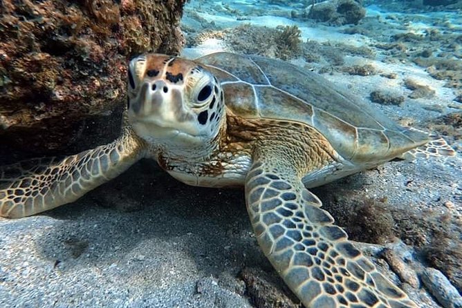 From Hurghada Get Close to Dolphins Snorkeling Tour - Highlights of the Dolphin House Tour