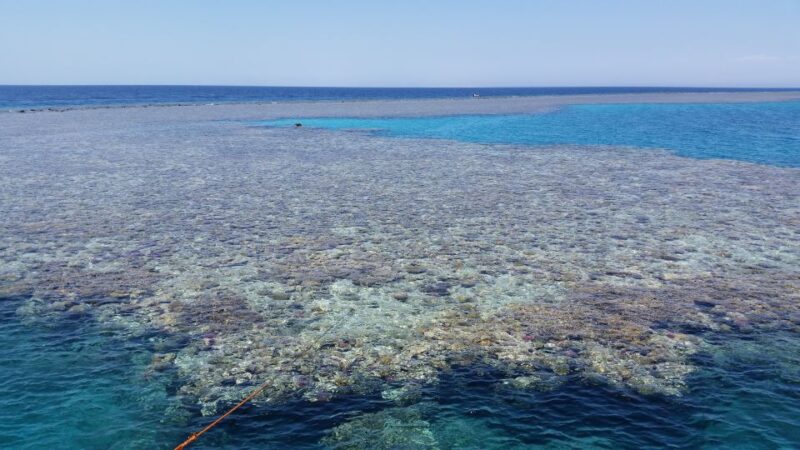 From Hurghada: Premier Sailing Boat Trip With Buffet Lunch - Key Points