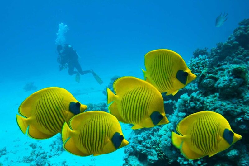 From Hurghada: Premier Sailing Boat Trip With Buffet Lunch - Hotel Transfers and Additional Fees