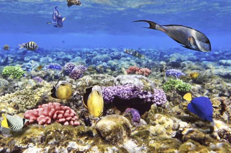 From Hurghada: Premier Sailing Boat Trip With Buffet Lunch - Participant Age Groups