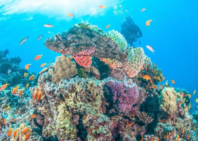 From Hurghada: Premier Sailing Boat Trip With Buffet Lunch - Recommended Items for Guests