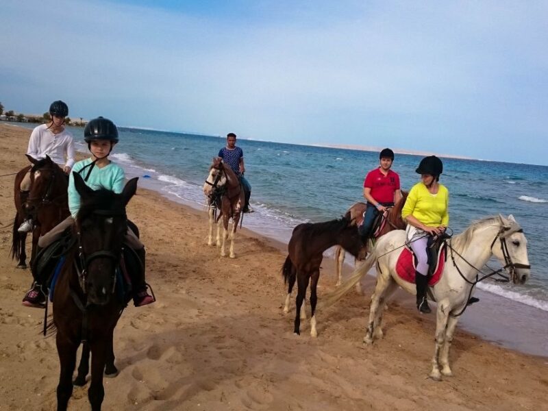 From Hurghada: Red Sea Sunrise and Desert Horseback Riding - Experience Highlights