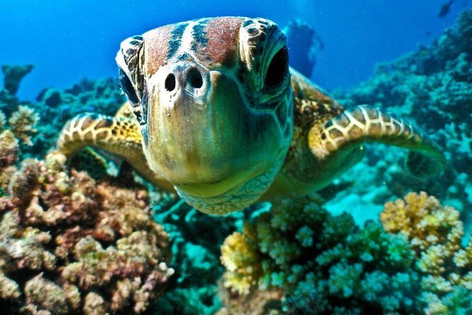 From Hurghada: Sharm El Naga Full-Day Snorkeling Tour - Tour Overview