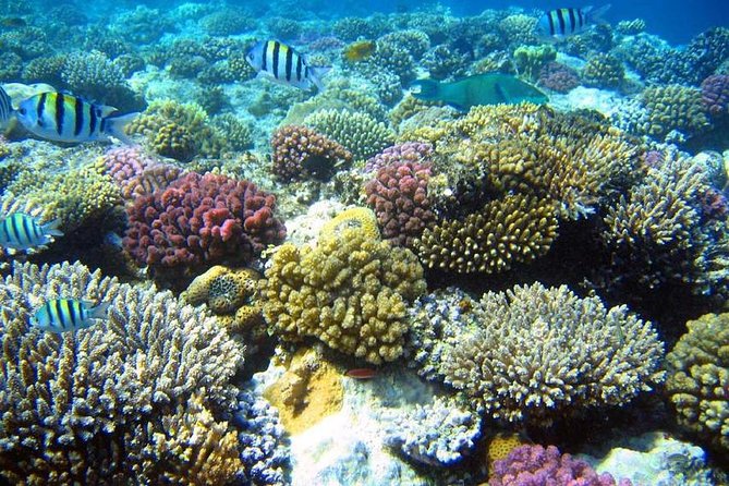 From Hurghada: Sharm El Naga Full-Day Snorkeling Tour - Traveler Reviews