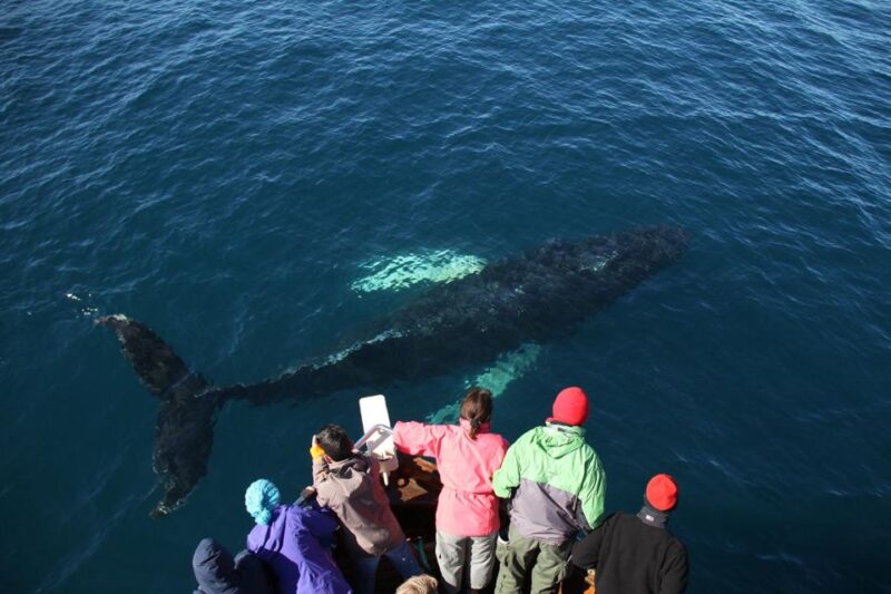 From Húsavík: Traditional Whale Watching Tour - Experience Details