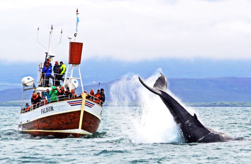 From Húsavík: Traditional Whale Watching Tour - Itinerary Highlights
