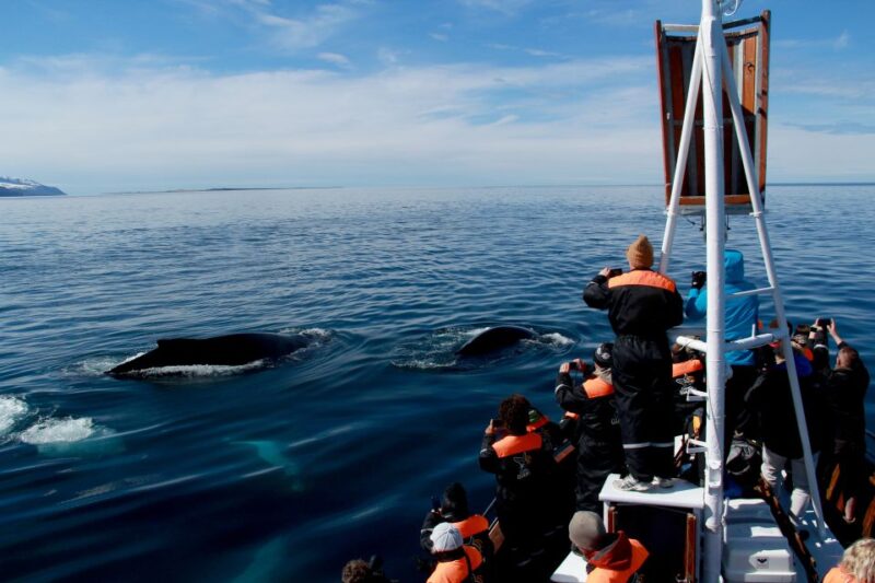 From Húsavík: Traditional Whale Watching Tour - Important Information