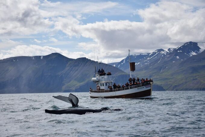 From Húsavík: Traditional Whale Watching Tour - Whale Species Sightings