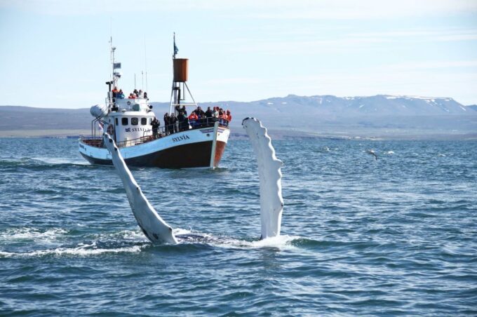 From Húsavík: Traditional Whale Watching Tour - Boat and Safety Gear