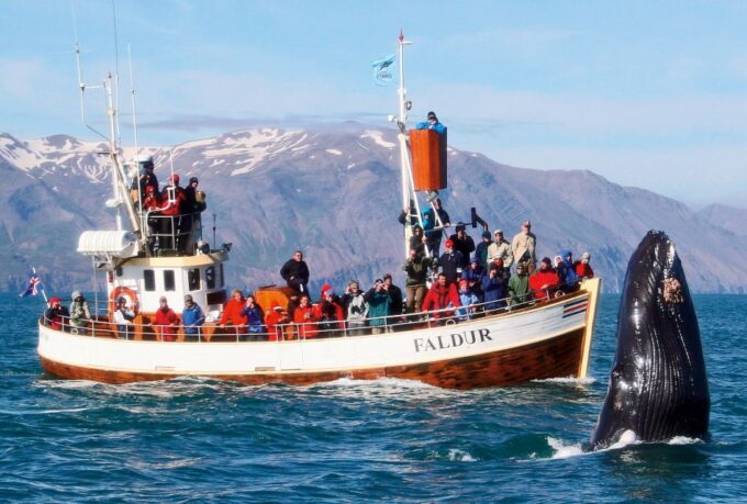 From Húsavík: Traditional Whale Watching Tour - Frequently Asked Questions