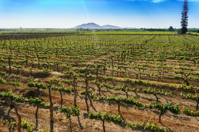 From Ica or Huacachina: Pisco and Wine Tour With Desert Trip - Customer Reviews and Ratings