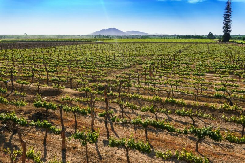 From Ica or Huacachina: Wine and Pisco Vineyards Tour - Key Points