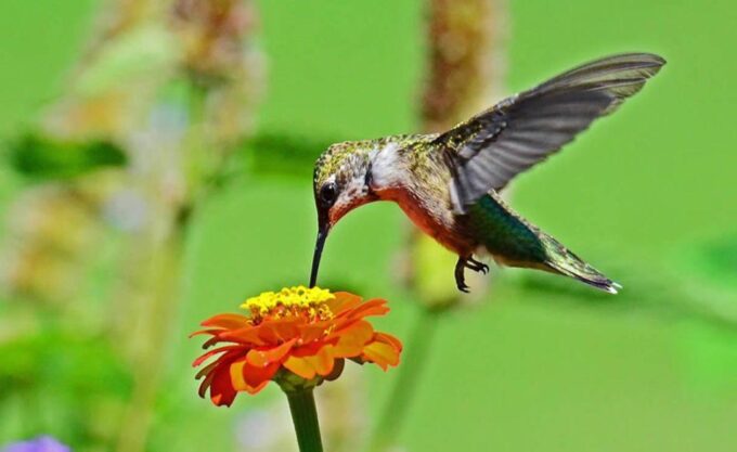 From Iguazú: Excursion to the Iguazú Biocenter - What to Expect on the Tour