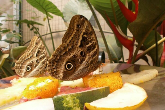 From Iguazú: Excursion to the Iguazú Biocenter - Additional Information