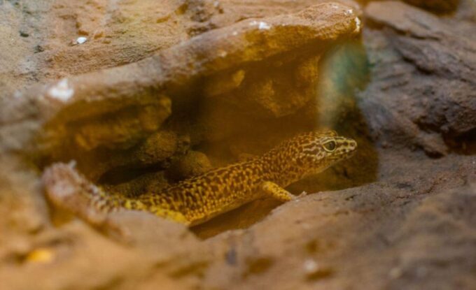 From Iguazú: Excursion to the Iguazú Biocenter - Frequently Asked Questions