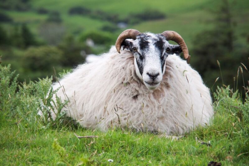 From Inverness: Isle of Skye Full-Day Trip - Key Points