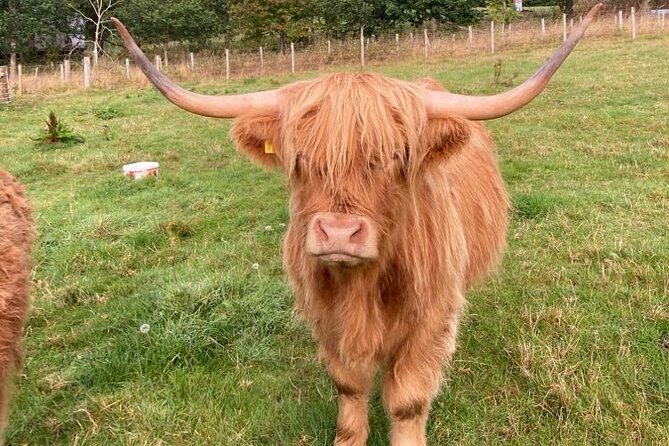 From Inverness Visit Loch Ness, Culloden & Cawdor Castle Day Tour - Customer Reviews