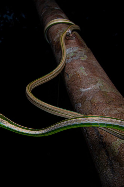 From Iquitos 2D: Amazon River | Night Walk + Monkeys | - Key Points