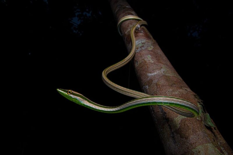 From Iquitos 2D: Amazon River | Night Walk + Monkeys | - Experience Highlights