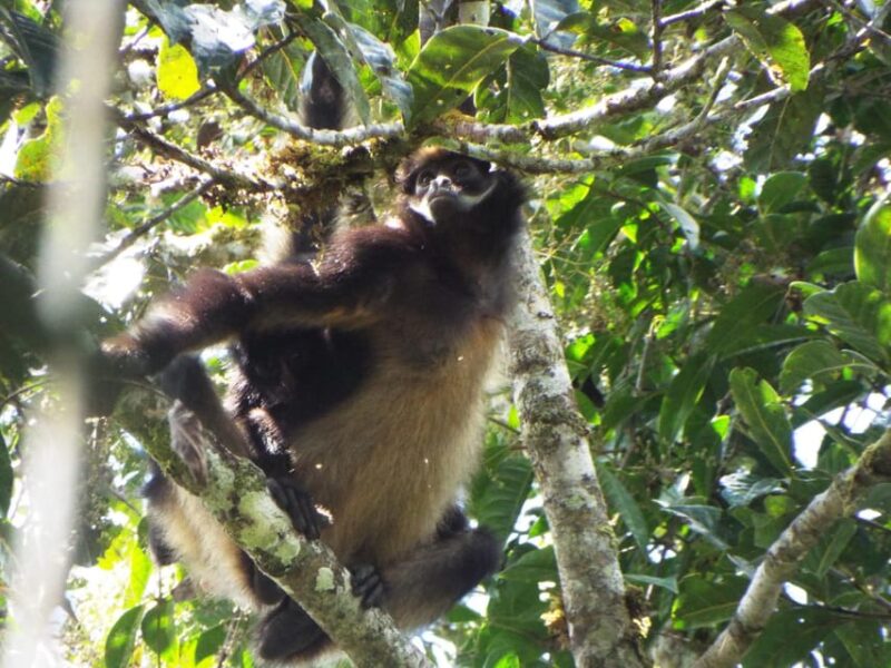 From Iquitos 2D: Amazon River | Night Walk + Monkeys | - Inclusions and Exclusions