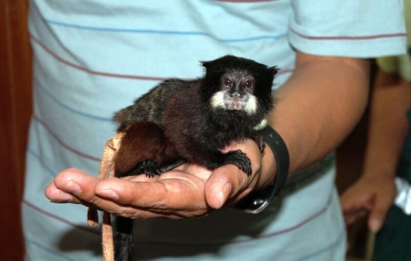 From Iquitos 2D: Amazon River | Night Walk + Monkeys | - What to Bring