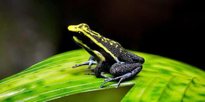 From Iquitos 2D: Amazon River | Night Walk + Monkeys | - Restrictions