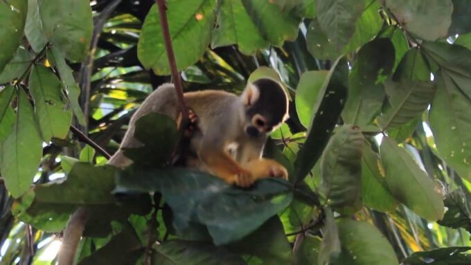 From Iquitos 2D: Amazon River | Night Walk + Monkeys | - Booking and Cancellation