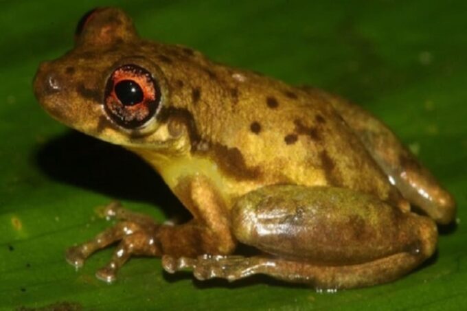 From Iquitos 2D: Amazon River | Night Walk + Monkeys | - Contact Information