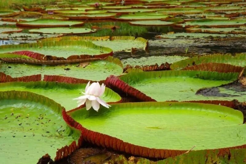 From Iquitos || 3-Day Adventure on the Yanayacu River | - Itinerary Highlights