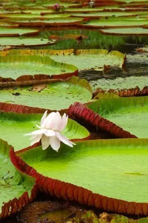 From Iquitos || 3-Day Adventure on the Yanayacu River | - Important Information