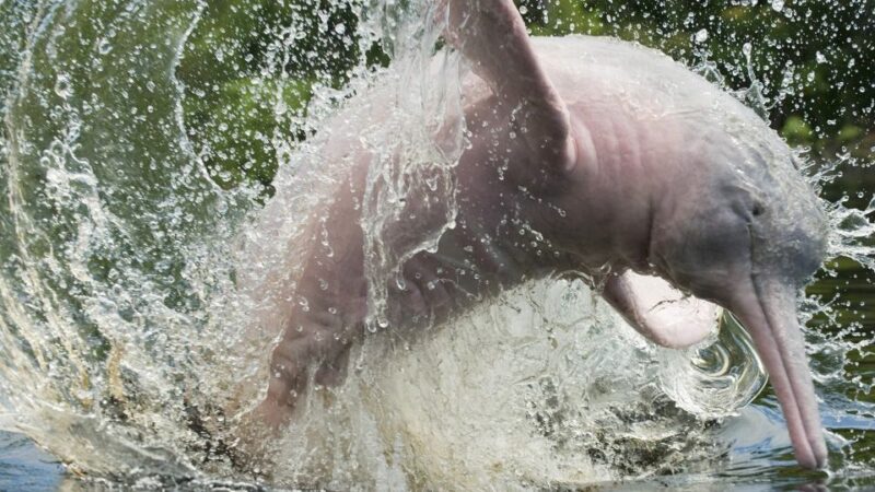 From Iquitos: 3-Day Amazon Jungle Adventure Trip - Overview of the Adventure