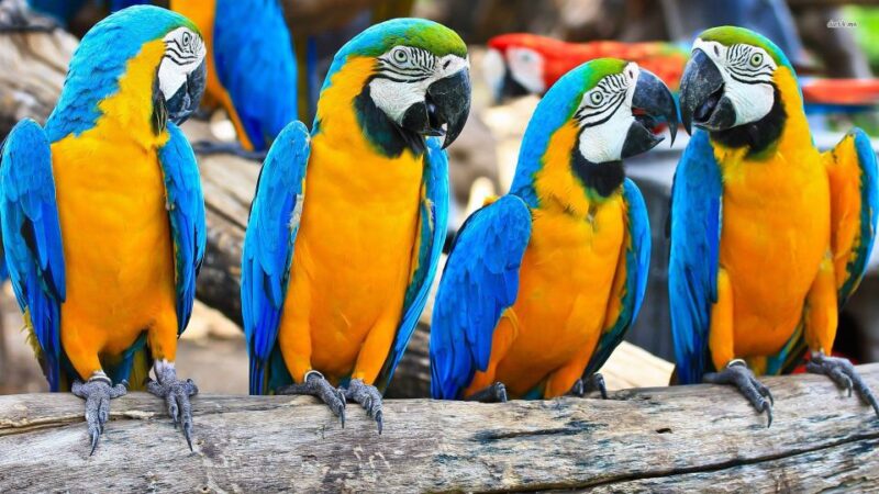 From Iquitos: 3-Day Amazon Jungle Adventure Trip - Itinerary Highlights