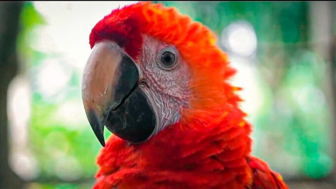 From Iquitos: 3-Day Amazon Jungle Adventure Trip - Schedule and Timings