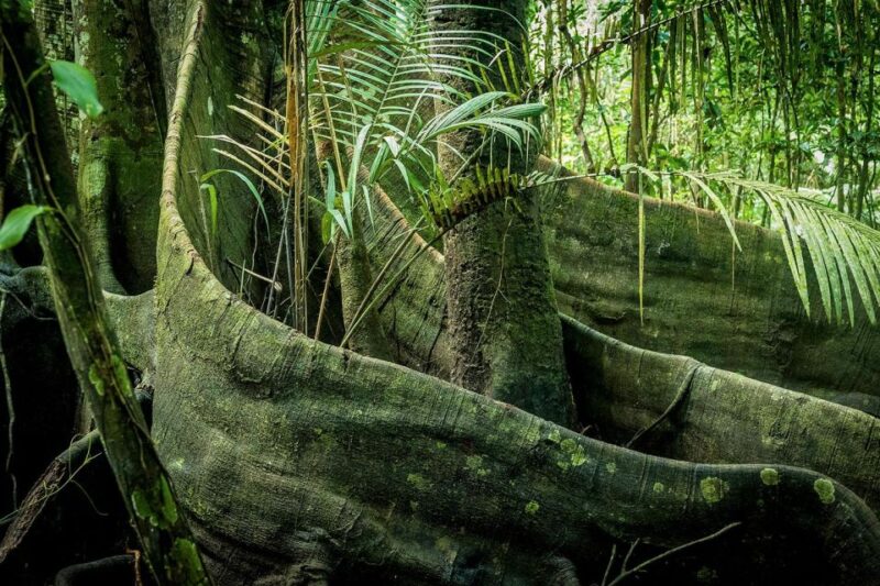From Iquitos ||3-Day Tour Pacaya Samiria National Reserve || - Day 2 Highlights