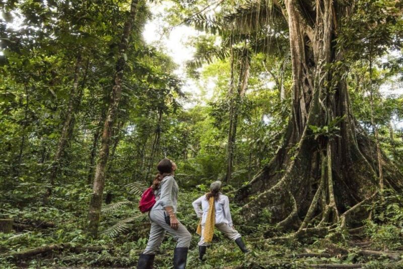 From Iquitos || 4-Day Wildlife Expedition in Pacaya Samiria - Pacaya Samiria National Reserve