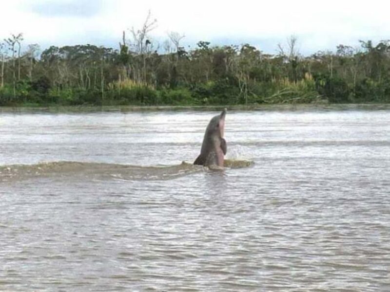 From Iquitos || 4 Day Yanayacu River Tour With Bird Watching - Activities and Equipment