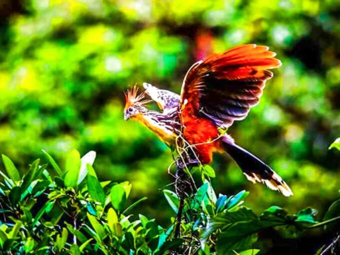 From Iquitos || 4 Day Yanayacu River Tour With Bird Watching - Booking and Payment