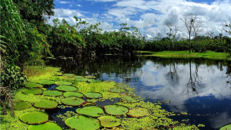 From Iquitos: 4 Days/3 Nights in Amazonian Lodge With Meals - What to Bring